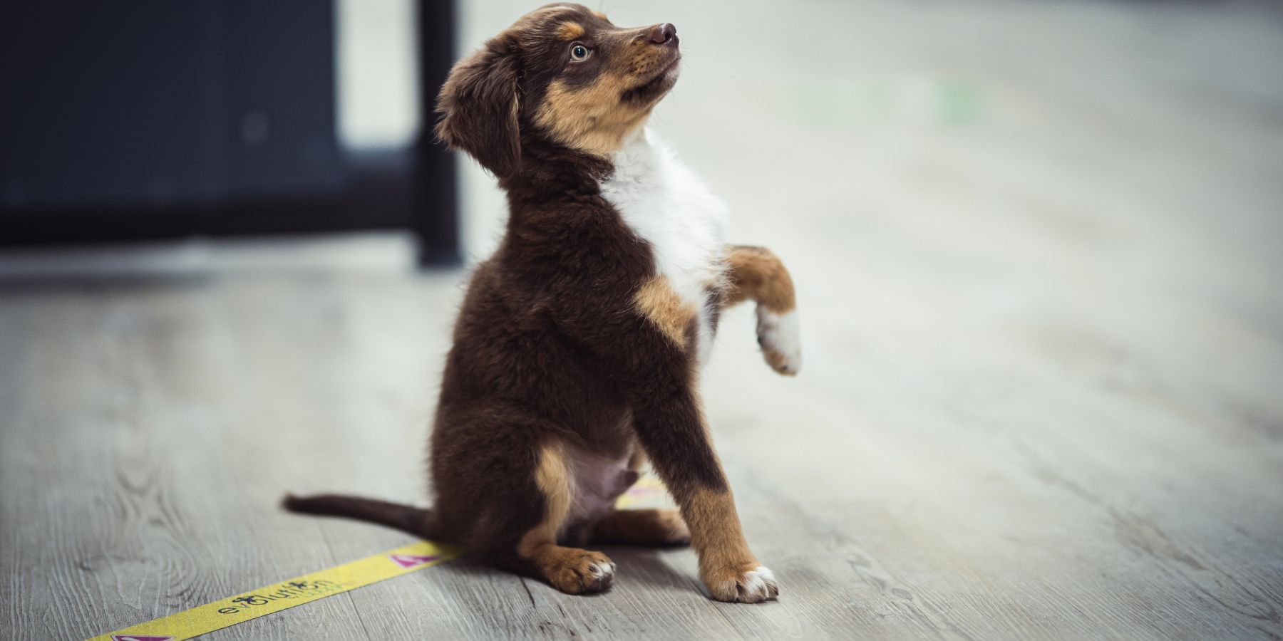 Healthy Habits Start Early: Nutrition, Sleep, and Health Care for Your 8-Week-Old Puppy