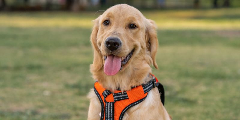 When and Why to Introduce a Harness to Your Puppy